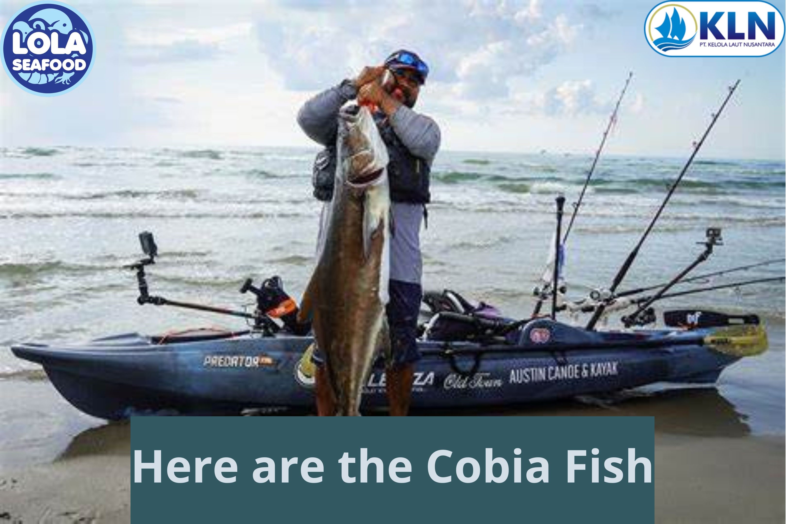 Here are the Cobia Fish